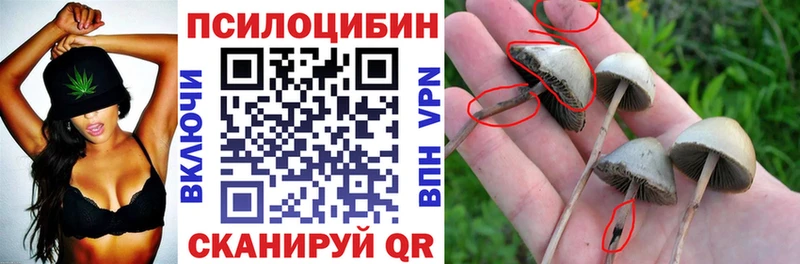 Купить где  Сольцы  Псилоцибиновые грибы Psilocybe 